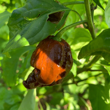 Trinidad Chocolate Scorpion - Seeds - The Pepper Pantry (Formerly Marie Sharp's)